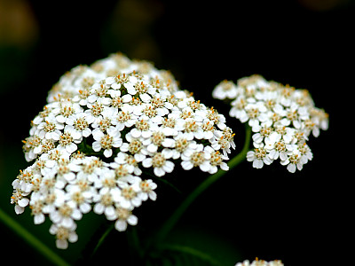 톱풀 사진 - Achillea alpina L. Photos
