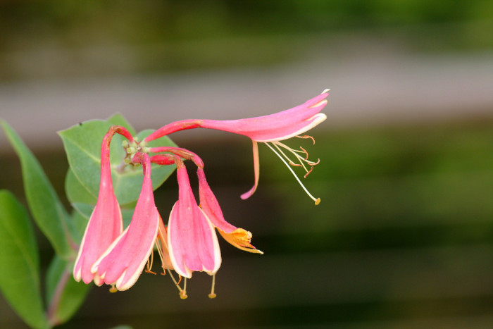 인동덩굴 - Lonicera japonica Thunb.