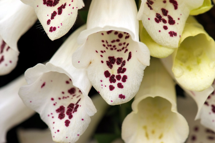 디기탈리스 - Digitalis, Digitalis purpurea L.