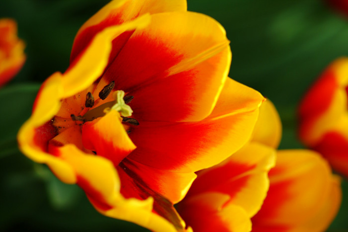 튤립 - Tulip, Tulipa gesneriana