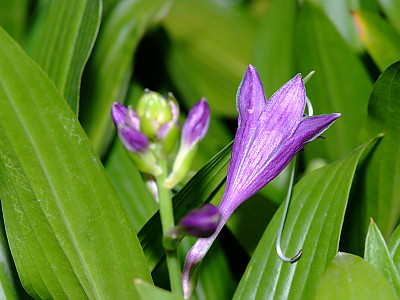 비비추 사진 - Hosta longipes (Franch. & Sav.) Matsum. Photos