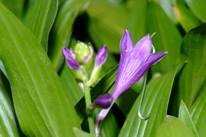 비비추 - 리멤버미, Hosta longipes (Franch. & Sav.) Matsum.