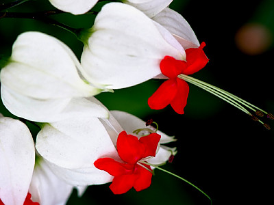 클레로덴드럼 톰소니에 사진 - Clerodendrum Thomsoniae Photos