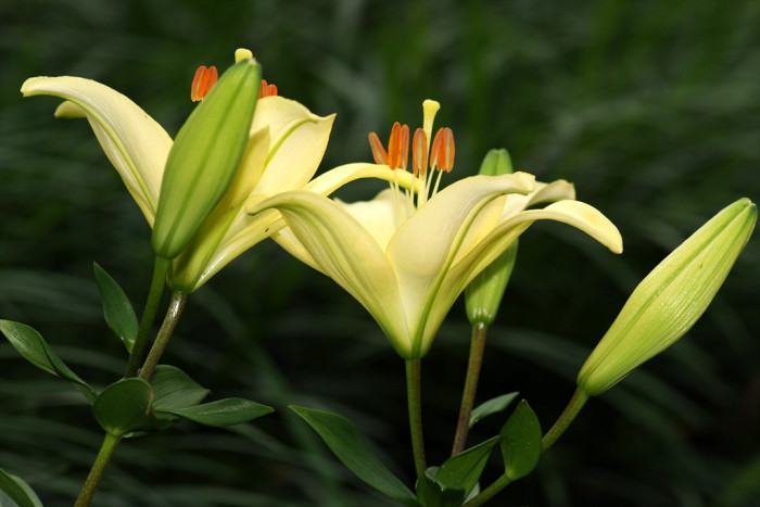 백합 - Lily, Lilium longiflorum Thunb.