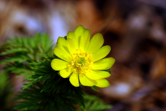 복수초 - Adonis amurensis