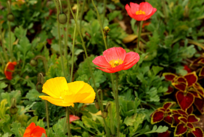 개양귀비 - Field Poppy, Papaver rhoeas L.