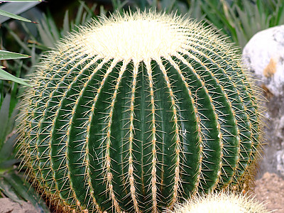 금호 사진 - Echinocactus grusonii Photos