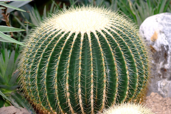 금호 - Golden Barrel, Echinocactus grusonii