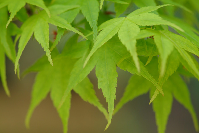단풍나무 - Acer palmatum Thunb. ex Murray, Acer palmatum Thunb. ex Murray