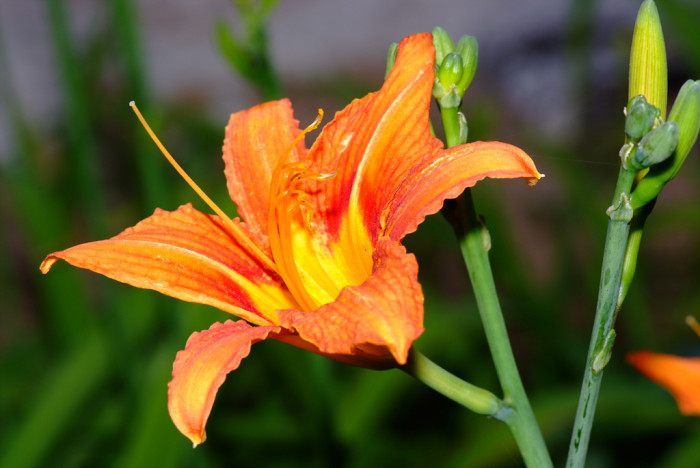 원추리 - Hemerocallis fulva
