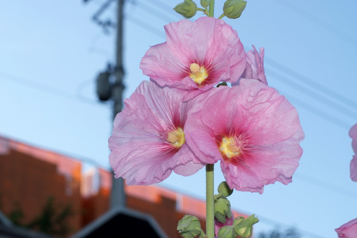 접시꽃 - Alcea rosea, Althaea rosea