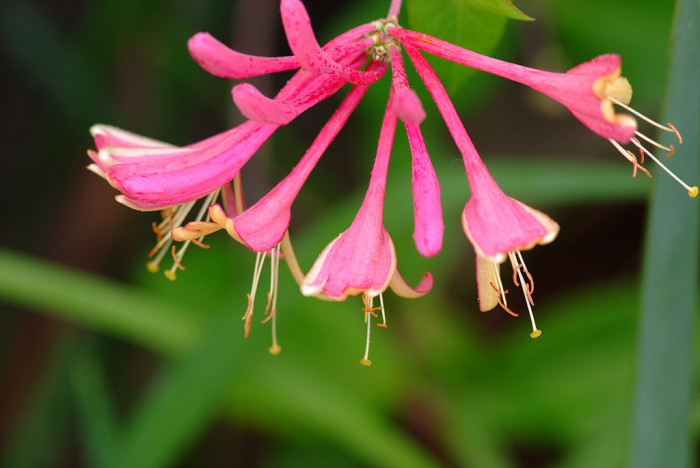 인동덩굴 - Lonicera japonica Thunb.