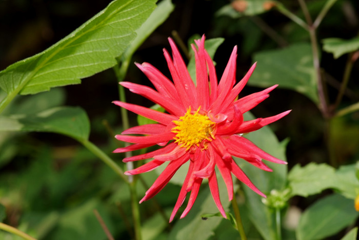 다알리아 - YELLOw BAIRD, Dahlia pinnata Cav.