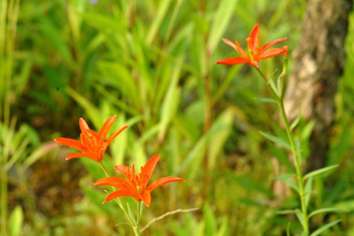 하늘나리 - star lily, Lilium concolor var. partheneion