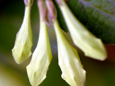 병꽃나무 사진 - Weigela subsessilis Photos