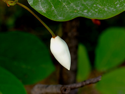 일본목련 사진 - Magnolia obovata Thunb. Photos