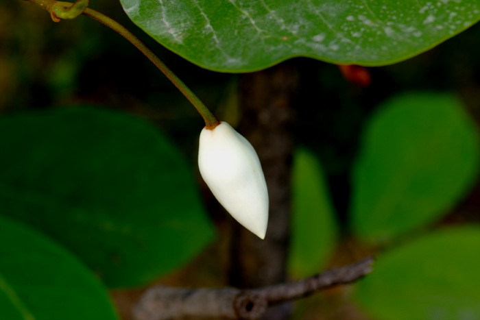 일본목련 - Magnolia obovata Thunb.