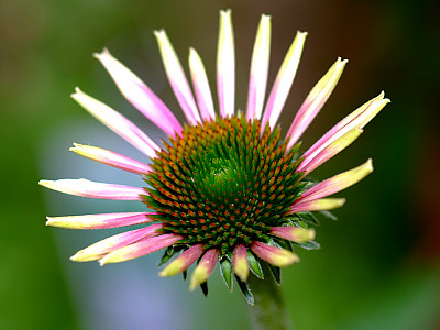 에키네시아 사진 - Echinacea purpurea Photos