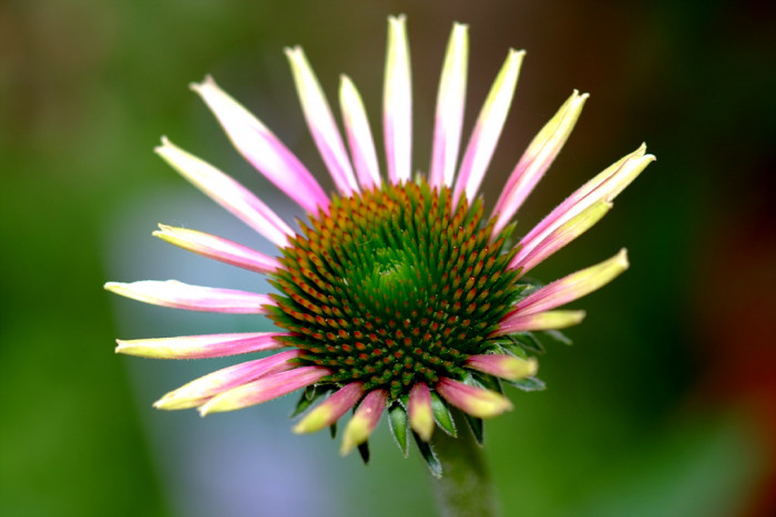 에키네시아 - eastern purple coneflower, hedgehog coneflower, purple coneflower, Echinacea purpurea