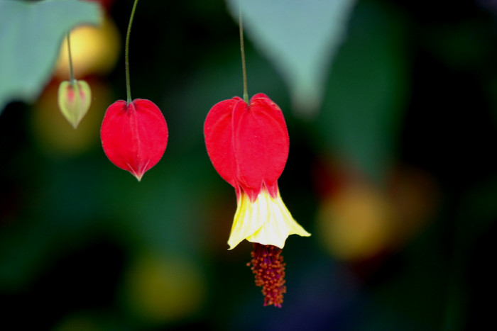 아부틸론 - Trailing Abutilon, Brazilian Abutilon, Abutilon megapotamicum
