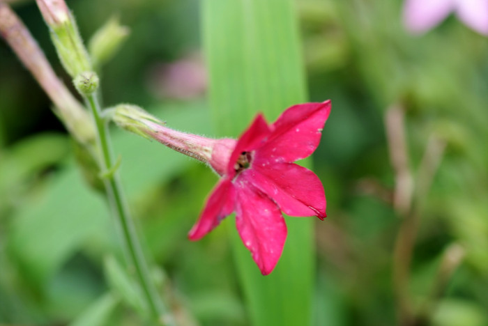 담배꽃 - Nicotiana sanderae Sander