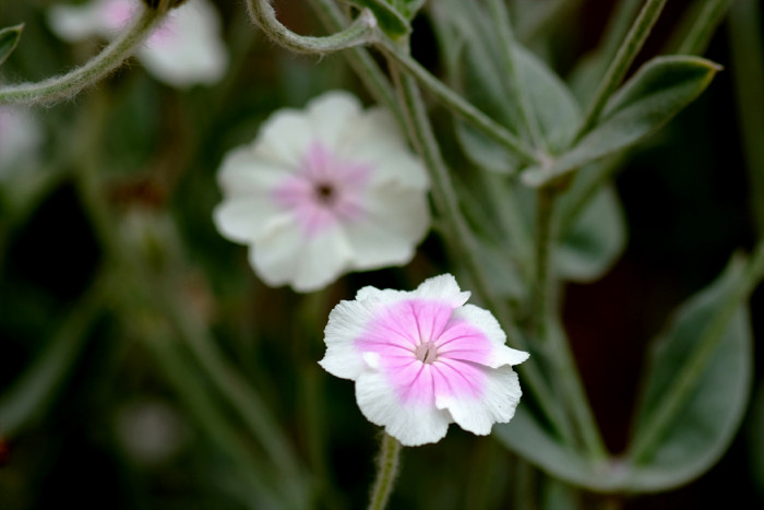 우단동자 - rose campion, dusty miller, mullein-pink, bloody William, lamp-flower, Silene coronaria