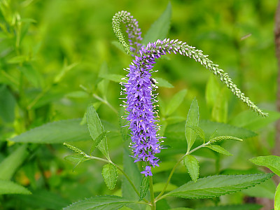 냉초 사진 - Veronicastrum sibiricum Photos