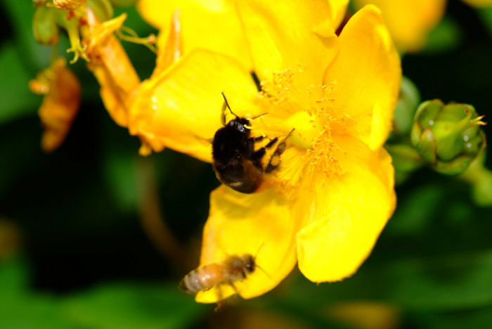 금사매 - Hypericum patulum