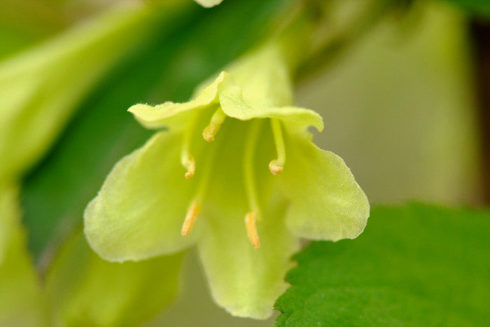 병꽃나무 - Weigela subsessilis