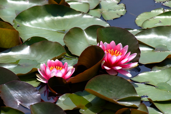 연꽃 - Nelumbo nucifera
