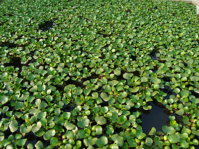 부레옥잠 사진 - Eichhornia crassipes Photos