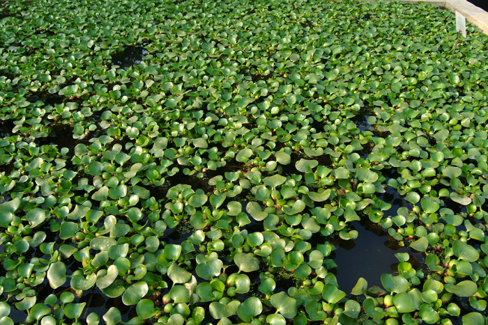 부레옥잠 - common water hyacinth, Eichhornia crassipes