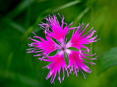 구름패랭이꽃 사진 - Dianthus superbus var. speciosus Photos