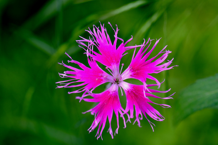 구름패랭이꽃 - Dianthus superbus var. speciosus