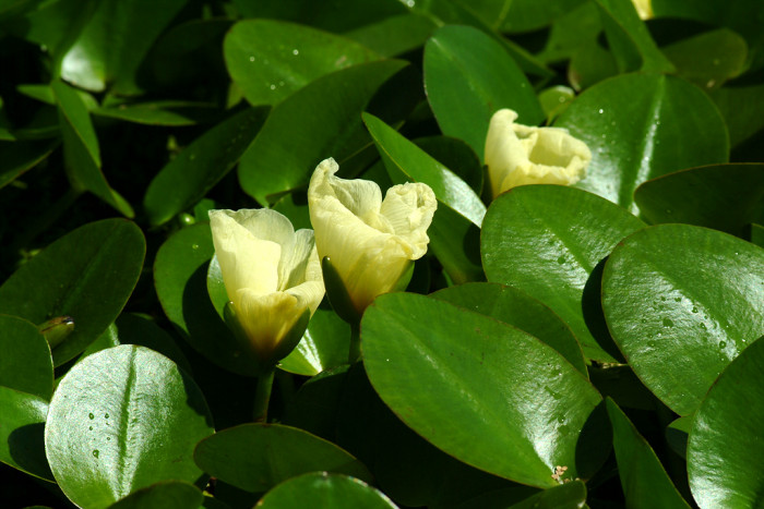 물양귀비 - Hydrocleys nymphoides