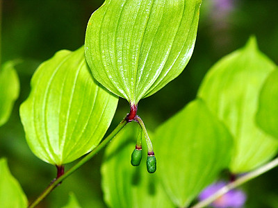 둥굴레 사진 - Polygonatum odoratum var.pluriflorum Photos