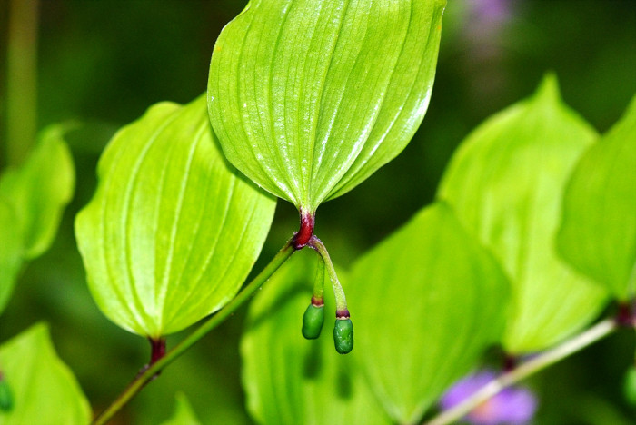 둥굴레 - ㅋㅋ, Polygonatum odoratum var.pluriflorum