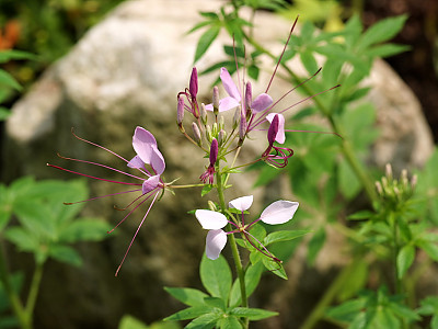 풍접초 사진 - Cleome spinosa Photos