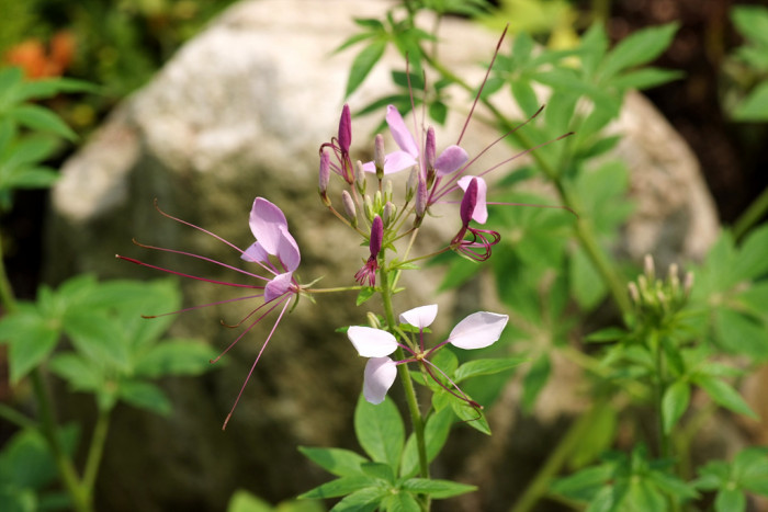 풍접초 - Cleome spinosa