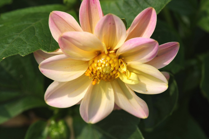 다알리아 - YELLOw BAIRD, Dahlia pinnata Cav.