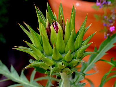 아티초크 사진 - Cynara cardunculus var. scolymus Photos