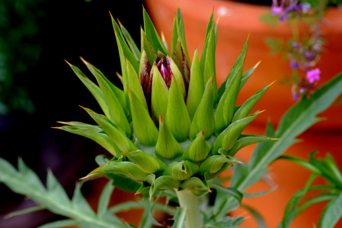 아티초크 - globe artichoke, Cynara cardunculus var. scolymus