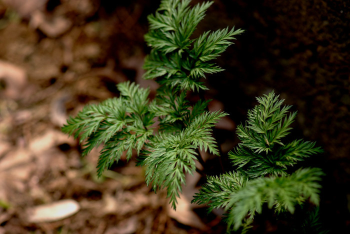 복수초 - Adonis amurensis