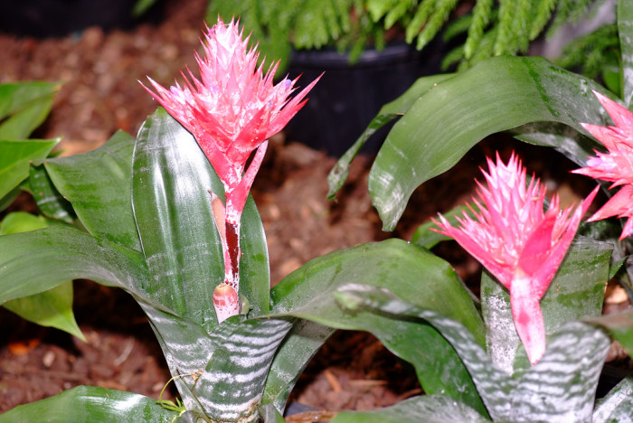아나나스 - Ananas spp.