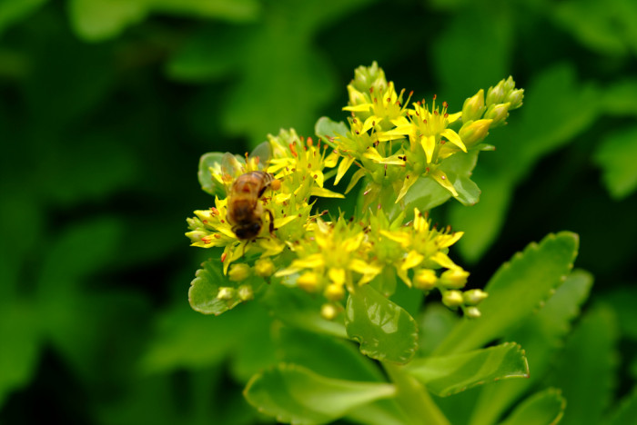 섬기린초 - Sedum takesimense