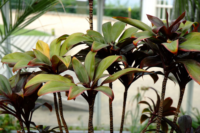 퍼플콤팩트 - cordyline-fruticosa-purple-compacta
