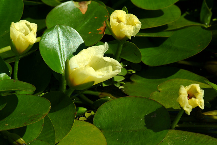 물양귀비 - Hydrocleys nymphoides