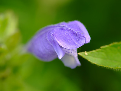 용머리 사진 - Dracocephalum argunense Photos