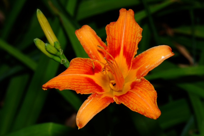원추리 - Hemerocallis fulva