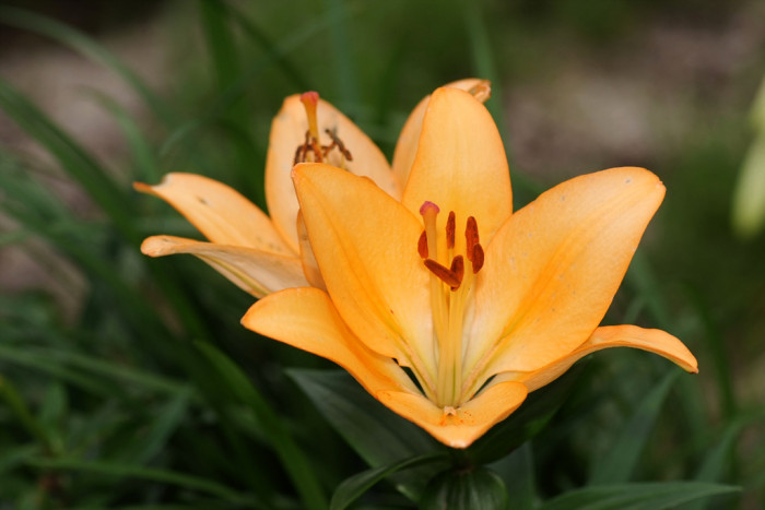 백합 - Lily, Lilium longiflorum Thunb.
